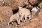 Colorado-Mt Evans Young mountain goats on rocks Art Print